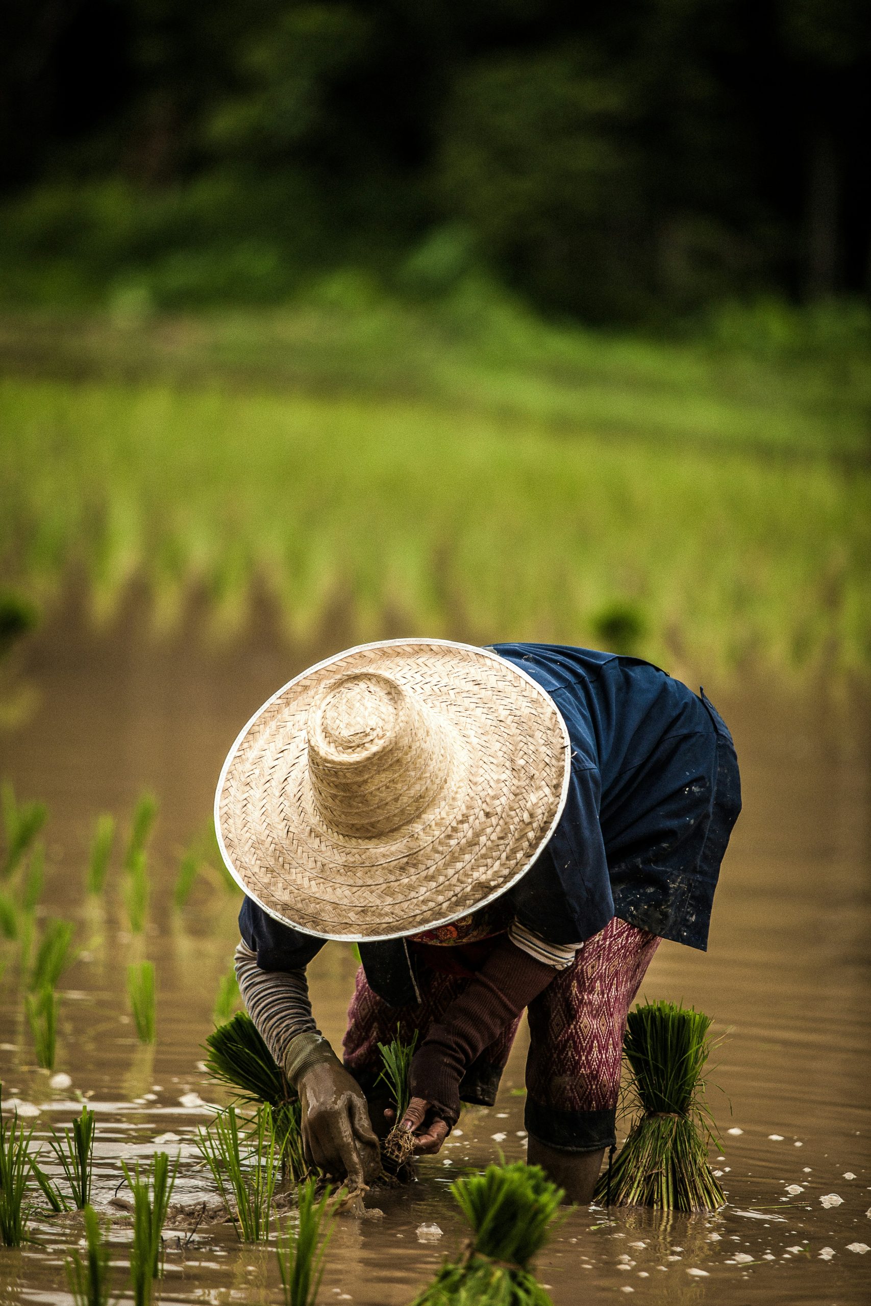 Green and Low-Carbon Agri-Food Actors Platform